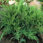 Zöld terülő boróka Juniperus pfit. Mint Julep C3