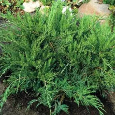 Zöld terülő boróka Juniperus pfit. Mint Julep C3