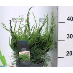 Zöld terülő boróka Juniperus pfit. Mint Julep C3