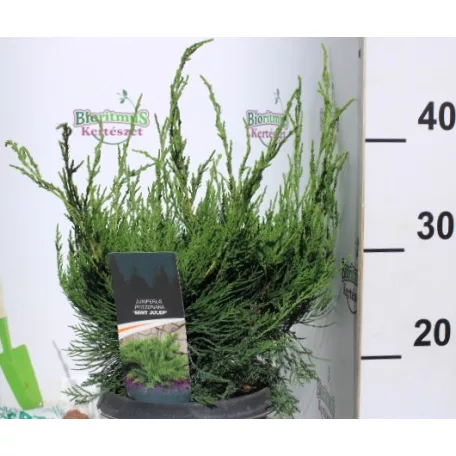 Zöld terülő boróka Juniperus pfit. Mint Julep C3