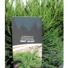 Zöld terülő boróka Juniperus pfit. Mint Julep C3