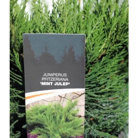 Zöld terülő boróka Juniperus pfit. Mint Julep C3