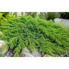 Közönséges terülő boróka Juniperus communis Green Carpet C5
