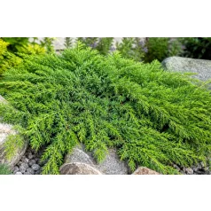   Közönséges terülő boróka Juniperus communis Green Carpet C5