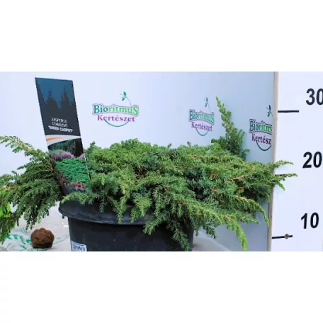Közönséges terülő boróka Juniperus communis Green Carpet C5