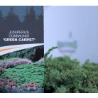 Közönséges terülő boróka Juniperus communis Green Carpet C5