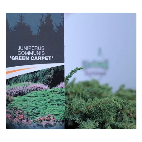 Közönséges terülő boróka Juniperus communis Green Carpet C5