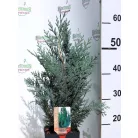 Kék Oregoni hamisciprus Chamaecyparis lawsoniana Van Pelt's Blue C2.5