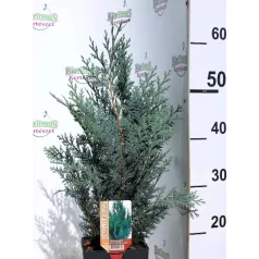   Kék Oregoni hamisciprus Chamaecyparis lawsoniana Van Pelt's Blue C2.5