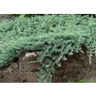 Terülő henyeboróka Juniperus horizontalis Wiltonii C2.5