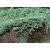 Terülő henyeboróka Juniperus horizontalis Wiltonii C2.5