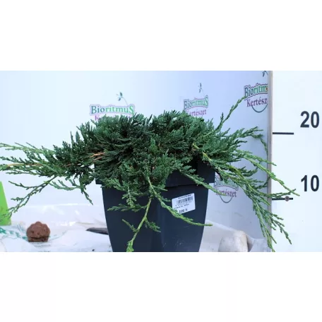 Terülő henyeboróka Juniperus horizontalis Wiltonii C2.5