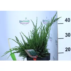 Zöld terülő boróka Juniperus med. Mint Julep C2.5
