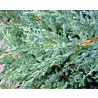 Kék kúszó boróka Juniperus squamata Blue Carpet C2.5