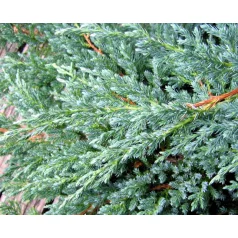 Kék kúszó boróka Juniperus squamata Blue Carpet C2.5