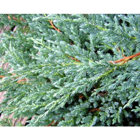 Kék kúszó boróka Juniperus squamata Blue Carpet C2.5
