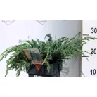 Kék kúszó boróka Juniperus squamata Blue Carpet C2.5