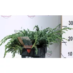 Kék kúszó boróka Juniperus squamata Blue Carpet C2.5
