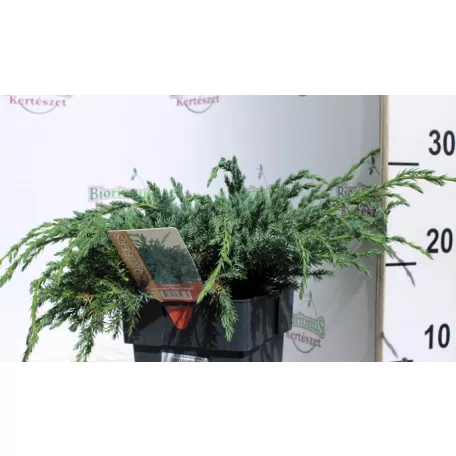 Kék kúszó boróka Juniperus squamata Blue Carpet C2.5
