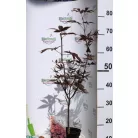 Bordó levelű japán juhar Acer palmatum Bloodgood C3