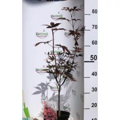 Bordó levelű japán juhar Acer palmatum Bloodgood C3