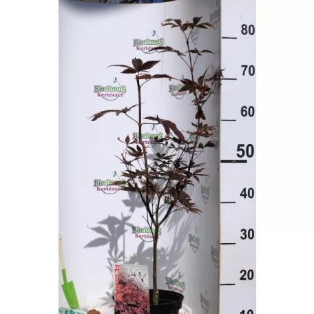 Bordó levelű japán juhar Acer palmatum Bloodgood C3
