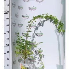 Japán juhar Acer palmatum Sangokaku C3