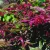 Japán juhar Acer palmatum Shin-Deshojo C3