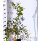 Japán juhar Acer palmatum Shin-Deshojo C3