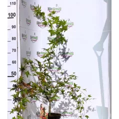 Japán juhar Acer palmatum Shin-Deshojo C3