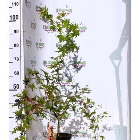 Japán juhar Acer palmatum Shin-Deshojo C3