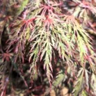 Japán juhar Acer palmatum Inaba-Shirade C3