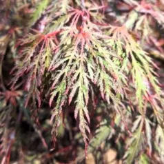 Japán juhar Acer palmatum Inaba-Shirade C3