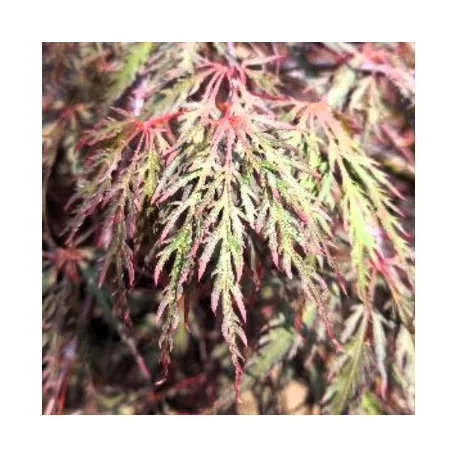 Japán juhar Acer palmatum Inaba-Shirade C3