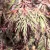 Japán juhar Acer palmatum Inaba-Shirade C3