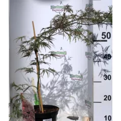 Japán juhar Acer palmatum Inaba-Shirade C3