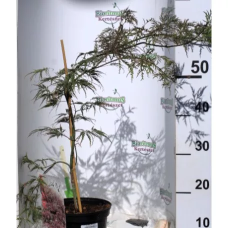 Japán juhar Acer palmatum Inaba-Shirade C3
