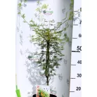 Csipkézett levelű japán juhar Acer palmatum Emerald Lace C3