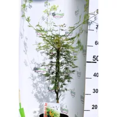   Csipkézett levelű japán juhar Acer palmatum Emerald Lace C3