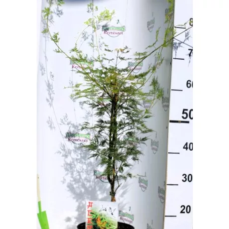 Csipkézett levelű japán juhar Acer palmatum Emerald Lace C3