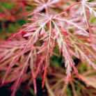 Japán juhar Acer palmatum Orangeola C3