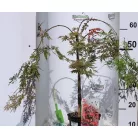 Japán juhar Acer palmatum Orangeola C3