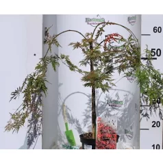Japán juhar Acer palmatum Orangeola C3