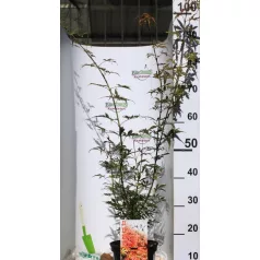 Japán juhar Acer palmatum Jerre Schwartz C3