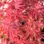 Japán juhar Acer palmatum Shaina C3
