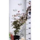 Japán juhar Acer palmatum Shaina C3