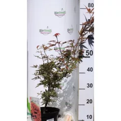 Japán juhar Acer palmatum Shaina C3