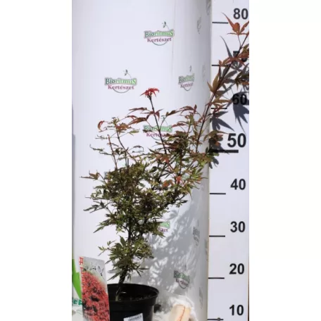 Japán juhar Acer palmatum Shaina C3