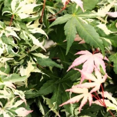 Japán juhar Acer palmatum Asahi-Zuru C3