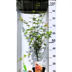 Japán juhar Acer palmatum Asahi-Zuru C3